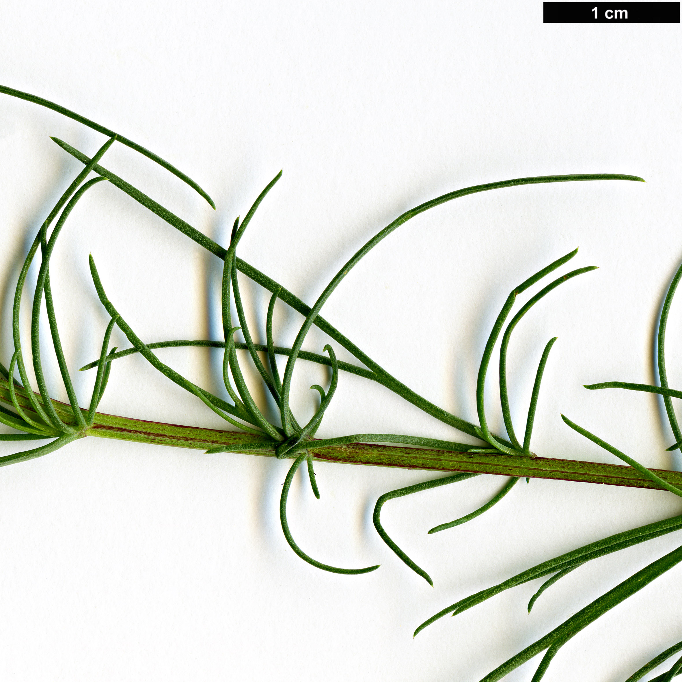 High resolution image: Family: Asteraceae - Genus: Artemisia - Taxon: campestris